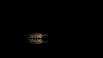 Common pillbug or sow bug, Armadillidium sp, black background and room for text