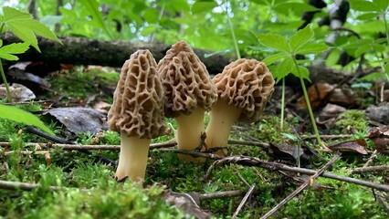Closeup of morels in the forest