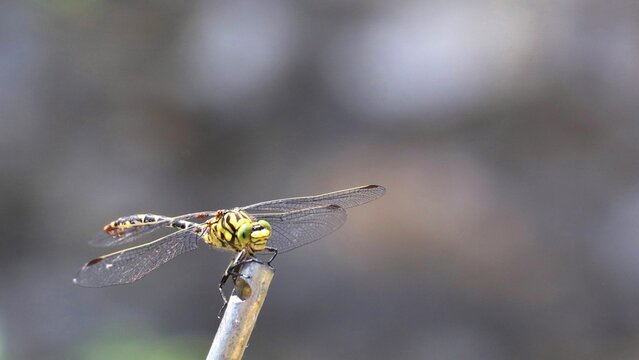 Macro shot of an Ophiogomphus cecilia with blurred background