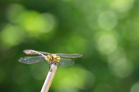 Macro shot of an Ophiogomphus cecilia with blurred background