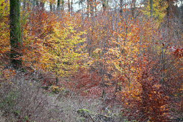 in the forest