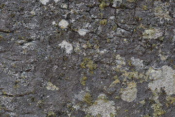 Texturas de rocas, madera, conchas, lapas