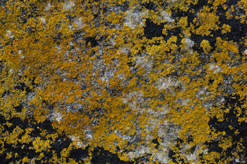 Texturas de rocas, madera, conchas, lapas