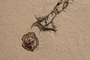 jellyfish on sand beach dead environment low tide seaweed cornwall 