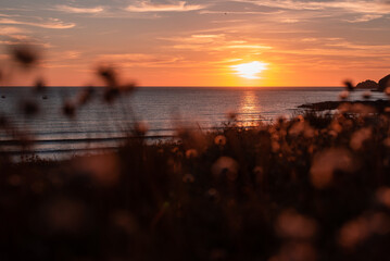 sunset at the beach flowers in the foreground bokeh 