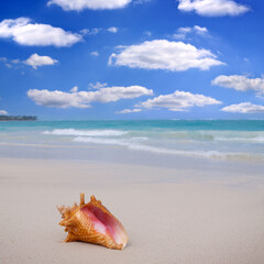 Fototapeta na wymiar Seashell on the white sandy beach in Dominican Republic.