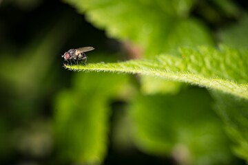 Shallow focus shot of a fly stands on a green leaf with blurred background