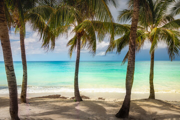 Tropical paradise: caribbean beach with palm trees, Montego Bay, Jamaica