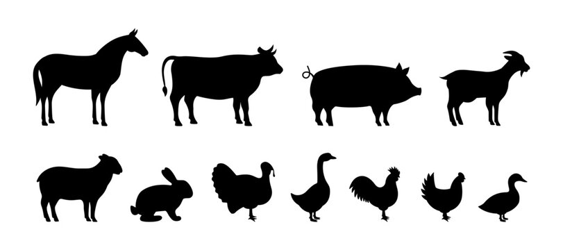 Set of Farm animal silhouettes. Pig, Horse, Turkey, Goat, Sheep, Chicken, Rooster, Duck, Rabbit, Goose, Cow black silhouettes. Farm animals icons set
