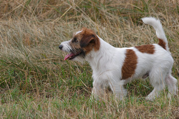 Adorable Jack Russell Terrier walking in the meadow