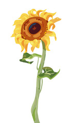 Sunflower flower with stem and leaves isolated on a white background. Vector illustration - 525655464