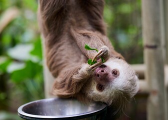 Selective focus of a sloth eating grass in the hanging position