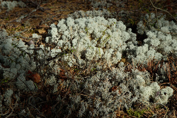 white moss in the middle of the forest in the nature park on a sunny day