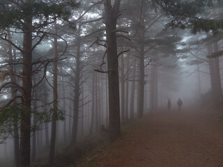 Bosque 