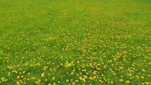 Yellow dandelion flowers field meadow in sunny day. Yellow dandelion flowers and fresh spring green grass on pretty meadow. Wide shot.