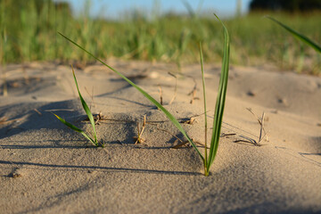 sand pile with green grass in sunset, close-up