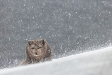 Closeup shot of an arctic fox in the snow at Hornstrandir Nature Reserve, Iceland