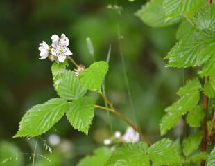 The blackberry is bushy . Branch with flowers and leaves