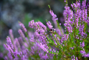 Obraz premium purple heather at the edge of the forest where a bee is sitting on a sunny summer day