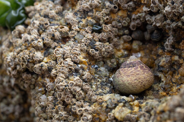 conchas de caracolas y mejillones