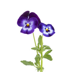 Fleur de Viola cornuta	