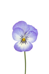 Fleur de Viola cornuta	