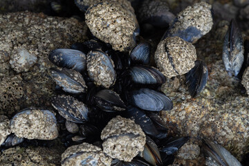 conchas de caracolas y mejillones