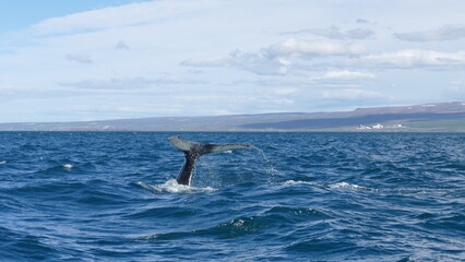 Fototapeta premium Wal