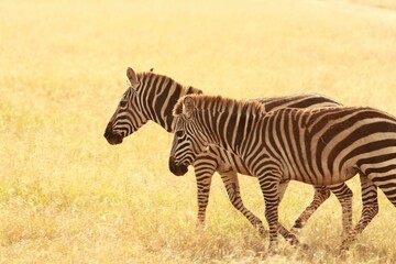 Selective focus shot of Zebras in a field pon a sunny day