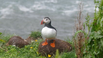 Papageientaucher