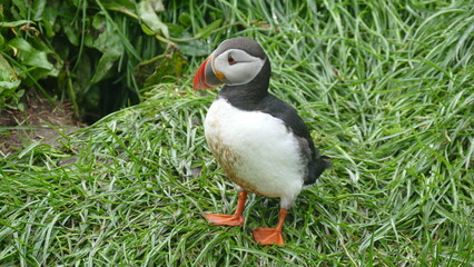 Papageientaucher