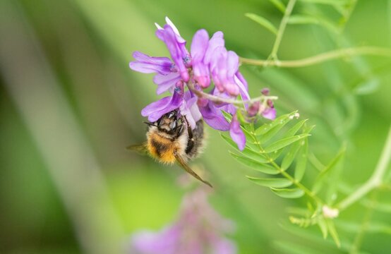 Closeup shot of a bee on a tufted vetch (Vicia cracca)
