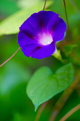 朝顔