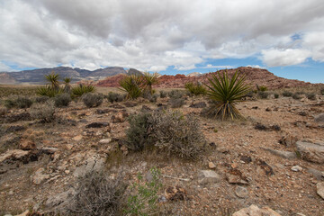 Yucca plants and vegetation at Red Rock Canyon in Las Vegas, Nevada