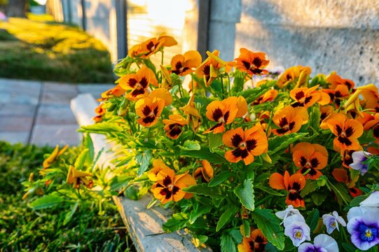 Closeup of orange garden pansies growing in front of a house in sunlight