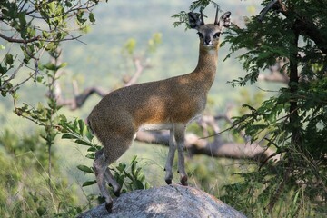 Majestic antelope standing on a rock in a beautiful forest with green trees