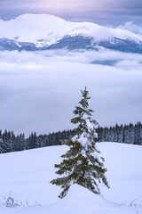 Dramatic Carpathian mountains at winter - 525659678