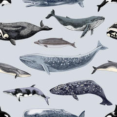 Gently blue Seamles pattern with different whales.