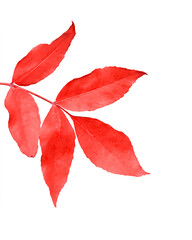 Autumn leaf of ash tree isolated on white background