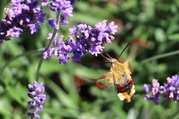 Closeup of a hummingbird hawk-moth flying near beautiful lavender flowers in a garden