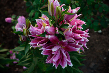dark pink lilies with white edges in an outdoor park with green leaves on a sunny day
