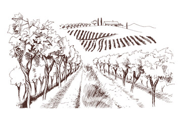 Hand drawn fields of vineyards with Grape farm