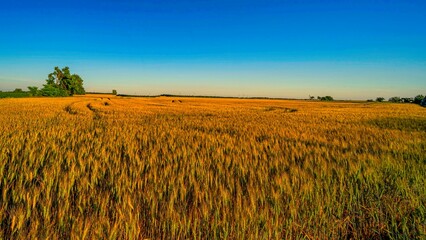 Barley field on a sunset