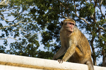 Monkeys of Sri Lanka. Gangs of monkeys terrorizing the villages searching for food, destroying every thing they come across.