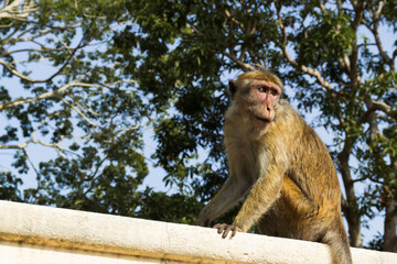 Monkeys of Sri Lanka. Gangs of monkeys terrorizing the villages searching for food, destroying...