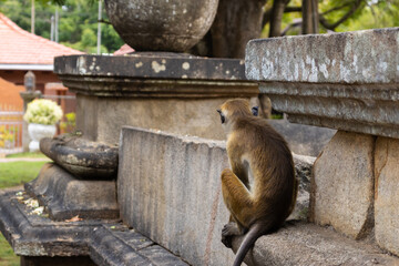 Monkeys of Sri Lanka. Gangs of monkeys terrorizing the villages searching for food, destroying every thing they come across.