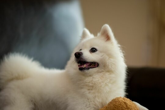 Japanese Spitz" Images – Browse 768 Stock Photos, Vectors, and Video |  Adobe Stock
