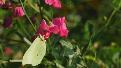 A yellow butterfly eats nectar on a pink flower.