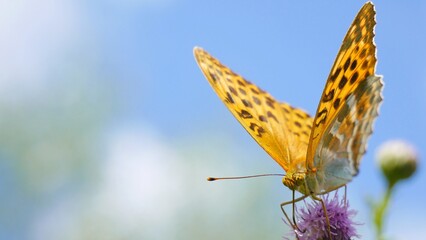 A butterfly eats nectar on a thistle flower. © Rbizon