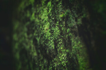 Close-up view of a rock covered with moss, selective focus, Saxon Switzerland, Germany